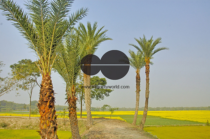 Mustard Field, Singair