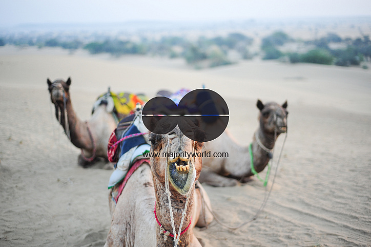  Camels rest mid-safari in the desert.