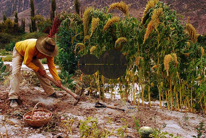 Harvest the traditional way