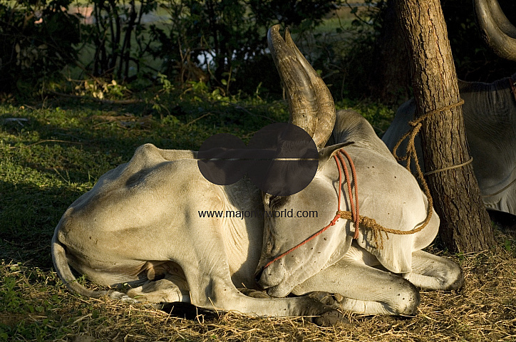 India. Cart bull resting. South India.