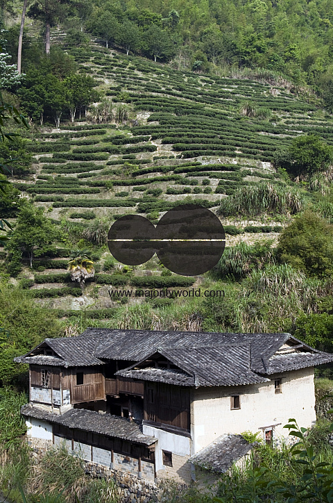 CHINA Traditional Hakka house with tea plantations in background in a village  in Fujian province.