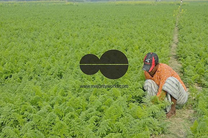 Carrot Field, Singair