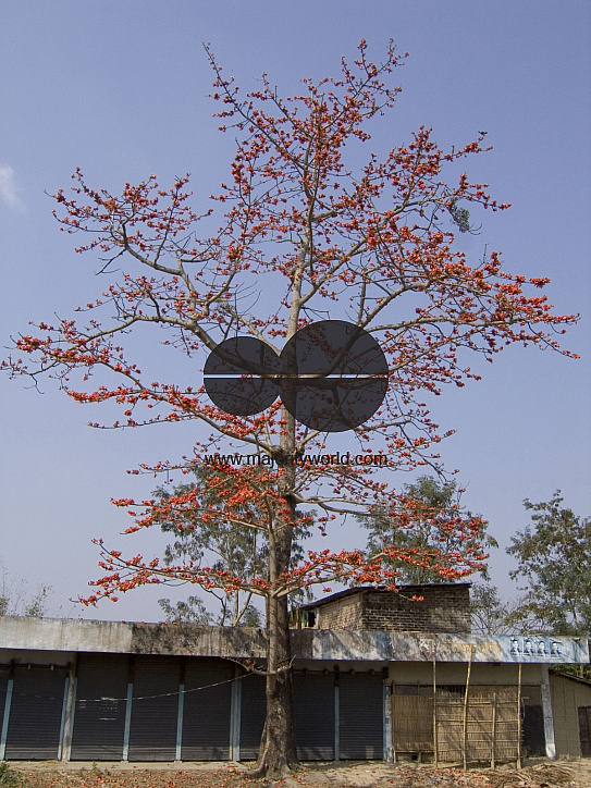 Silk cotton tree flower