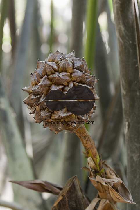 NIpa Palm: Golpata