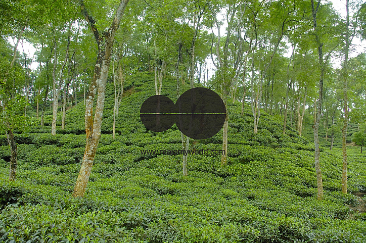 Malnichara Tea Garden