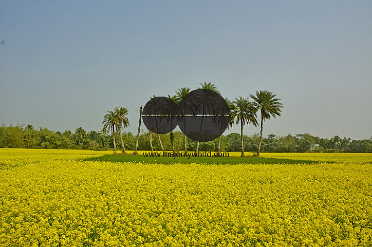 Mustard Field, Singair