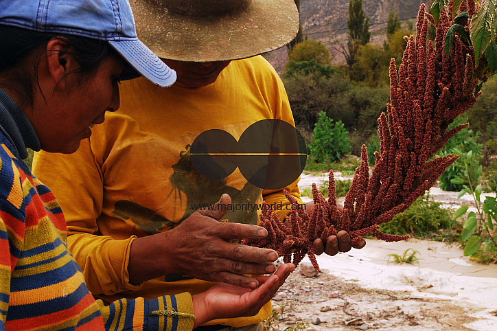 Harvest in a traditional way. Using hand tools and natural products to grow the plants. Juella, Quebrada de Humahuaca, Jujuy, Argentina. May 1 2010.