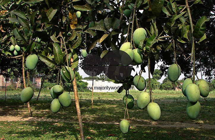 Mangoes of Northern district