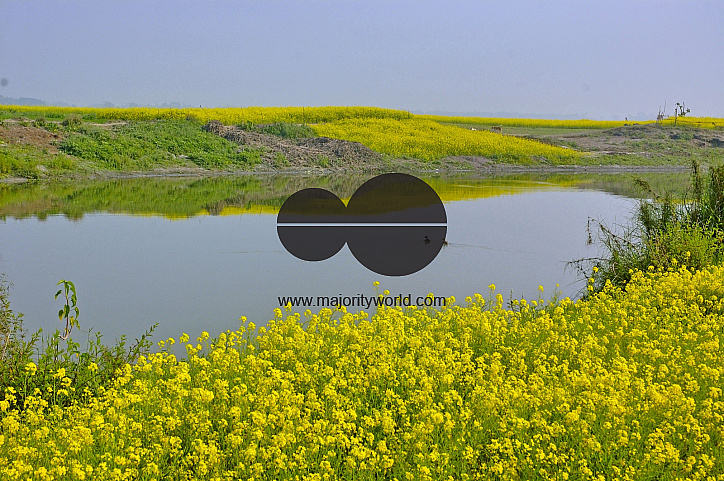 Mustard Field, Singair
