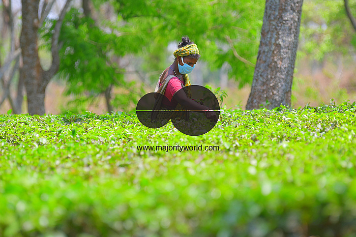Tea garden workers during lockdown