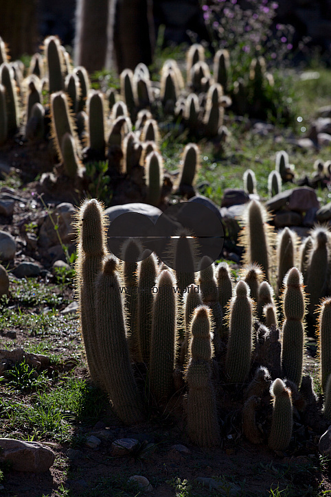 Arid landscape with cactii and desert rock formations near Humahuaca in Jujuy province in the Andes region of Argentina, South America