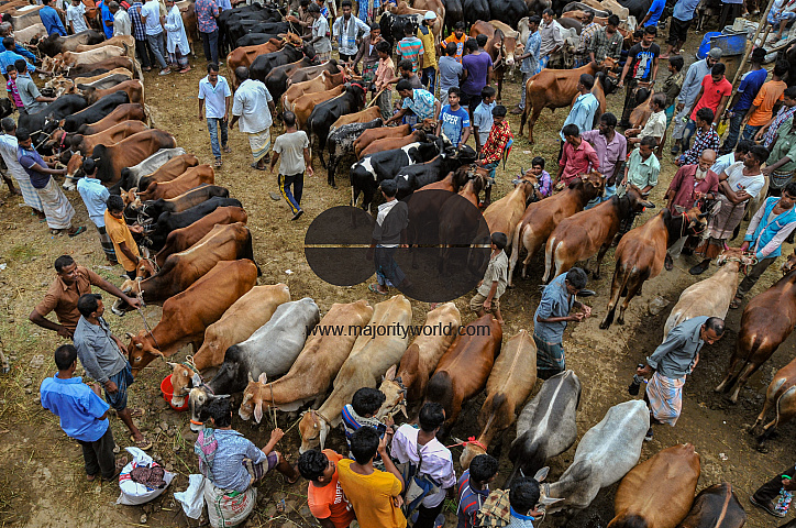 Cow Market