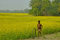 Mustard Field, Singair