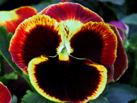 Flowers are displaced at a flower show in Kolkata on February, 2004.   Photograph/Sucheta Das