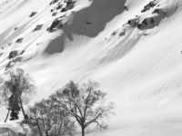 Elongated shadows of Birch trees on a snowy mountainside, Gulmarg.