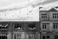 Pigeons flying from an abandoned and battered building, Srinagar.