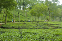 Malnichara Tea Garden