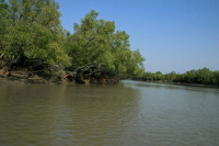Sundarban: world's largest mangrove forest