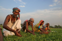 Palanquin_Bangladesh