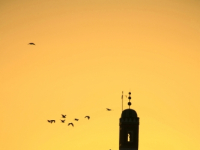 A flock of birds over a mosque at sunrise, in Fez, Morocco. October 3, 2006.