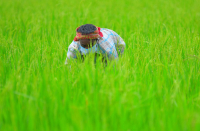 Agriculture, during lockdown