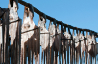Rodrigues Island. Octupus drying in the sun.