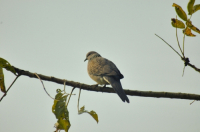 Spotted Dove, Singair