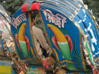 Chickens on a rickshaw ride