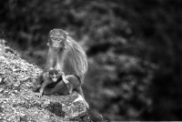 Monkeys in Himachal Pradesh