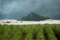 Mauritius. Sugarcane fields in the evening with smoke drifting across the landscape.