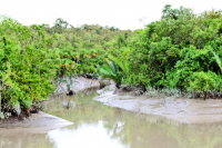 Sundarbans, Khulna