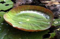Lotus plate leaf