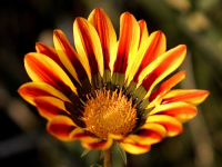 Flowers are displaced at a flower show in Kolkata, India on February, 2004.   Photograph/Sucheta Das