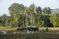 Sri Lanka. Tractor at work on a rice field near Buttala.