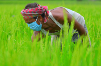 Agriculture, during lockdown