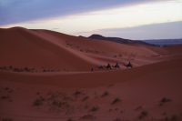  Camel caravan travelling through the Sahara desert