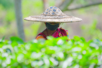 Tea garden workers during lockdown