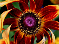 Flowers are displaced at a flower show in Kolkata, India on February, 2004.   Photograph/Sucheta Das