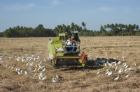 Sri Lanka.  Mechanical rice harvesting near Hambantota.