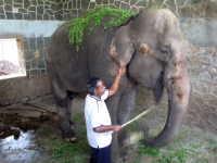 INDIA.Elephant trainer near Film City in Mumbai.
