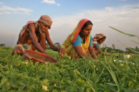 Palanquin_Bangladesh