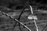 A leaf from a Peepal tree caught in the barbed wire, Jammu.