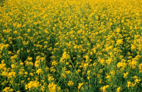 field of gold