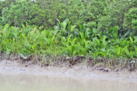 Sundarbans, Khulna