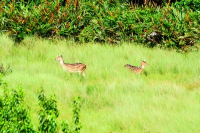 Sundarbans, Khulna