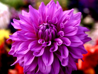 Flowers are displaced at a flower show on February, 2004.   Photograph/Sucheta Das