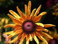Flowers are displaced at a flower show in Kolkata, India on February, 2004.   Photograph/Sucheta Das