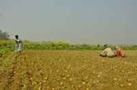 Potato Harvest, Singair