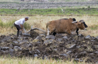 CHINA Peasant ploughing land with bullock in Yunnan province.