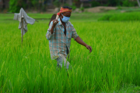 Agriculture, during lockdown